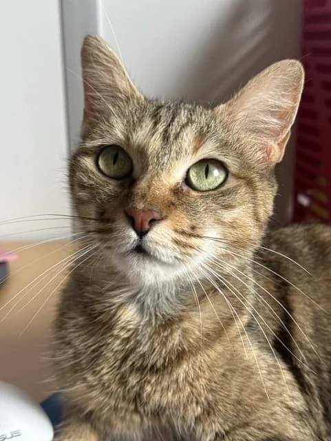 PERLE - 26 ANS ET 10 MOIS, female senior Mixed Breed for adoption at Refuge des Orphelins - Association Stéphane Lamart