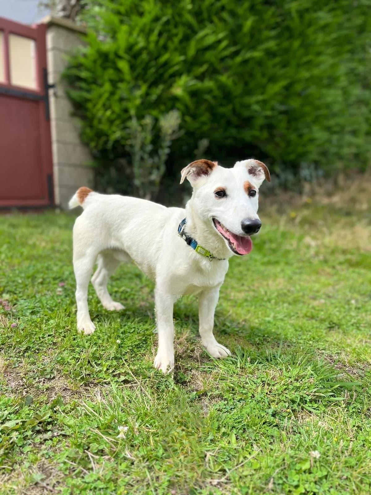 RALPH - 7 ANS, male 7yo Mixed Breed for adoption at Refuge des Orphelins - Association Stéphane Lamart