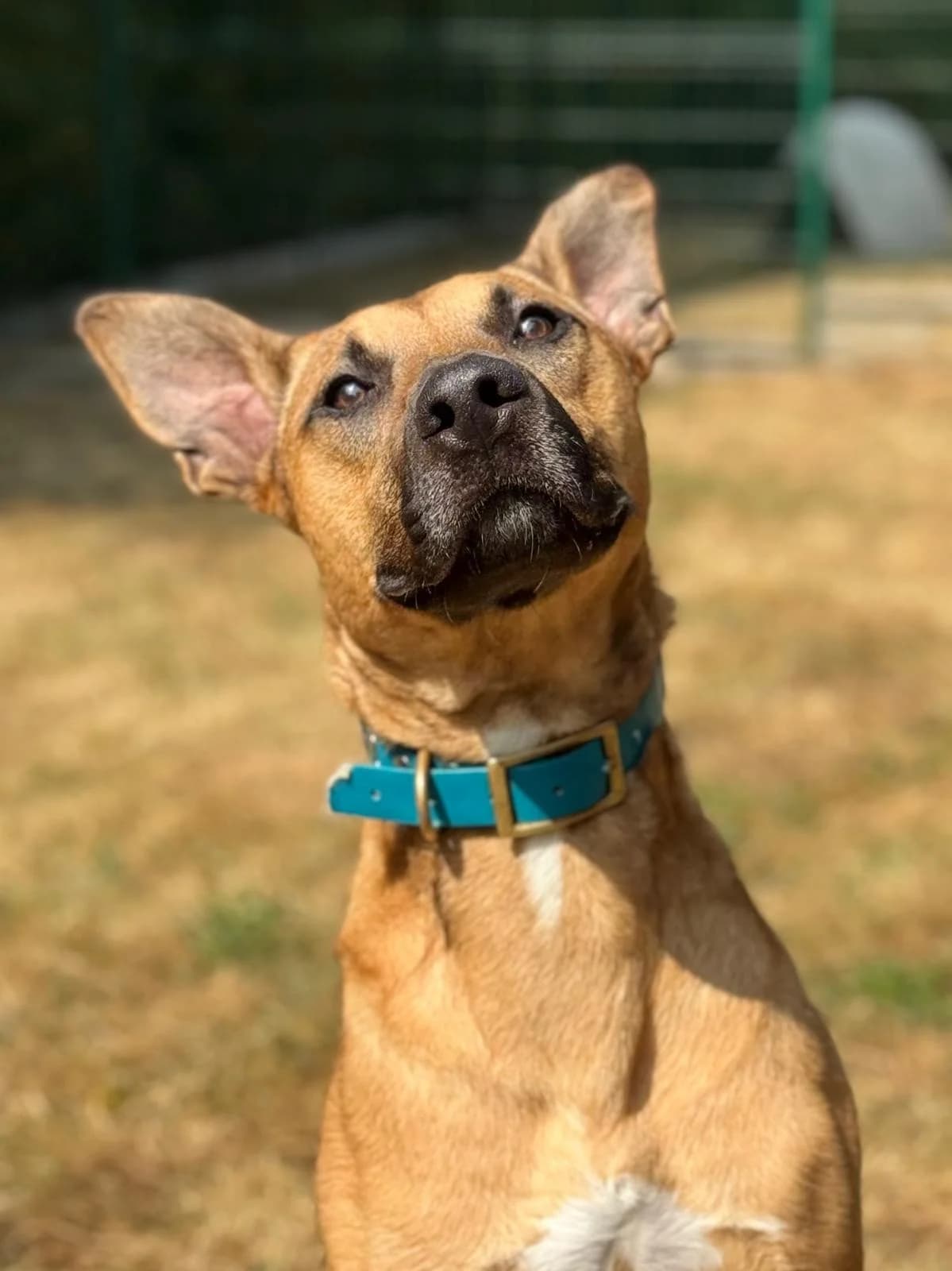TOPAZE - 2 ANS, male young Mixed Breed for adoption at Refuge des Orphelins - Association Stéphane Lamart