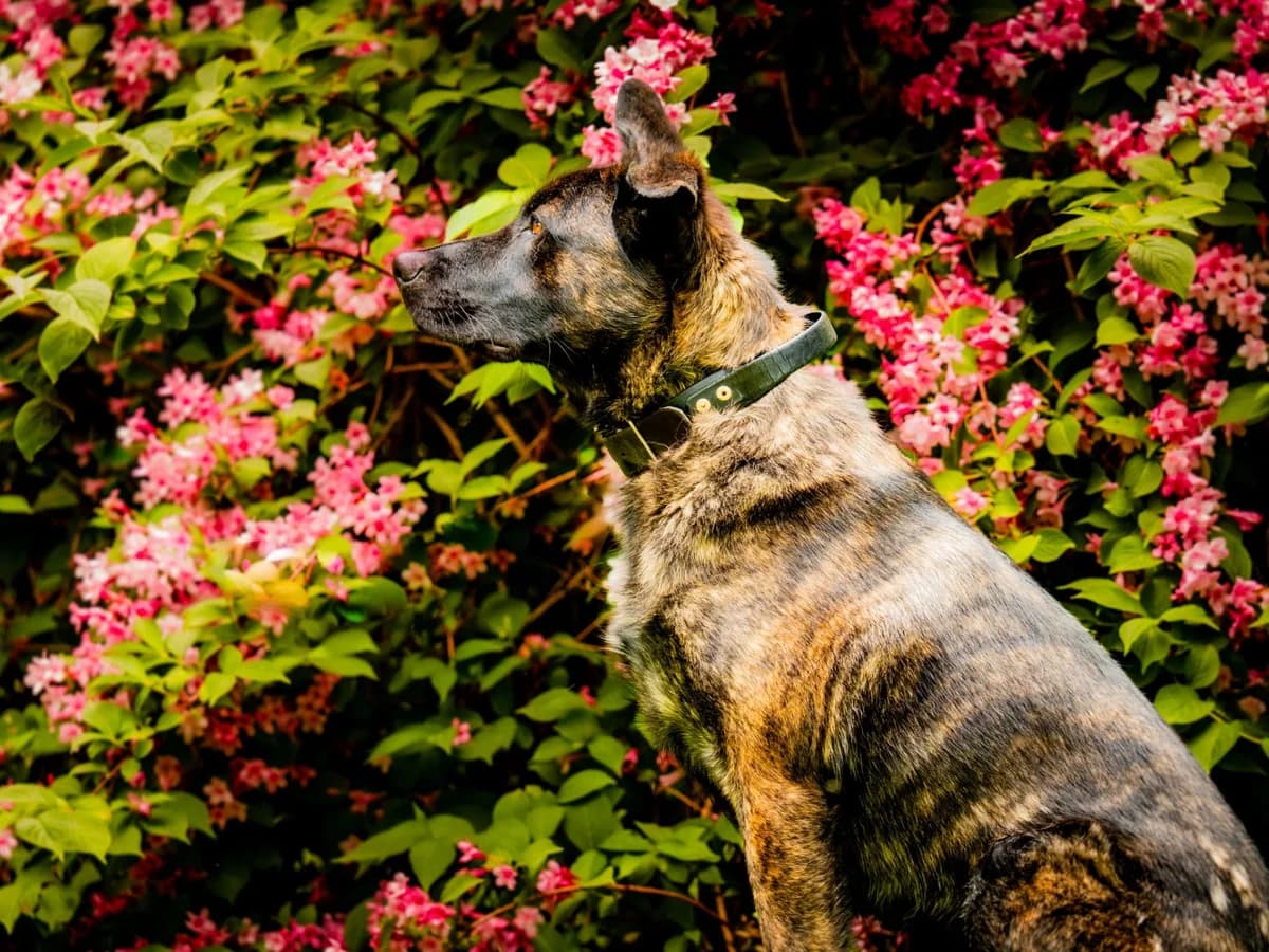 VASCO - 2 ANS ET 1 MOIS, male young Mixed Breed for adoption at Refuge des Orphelins - Association Stéphane Lamart