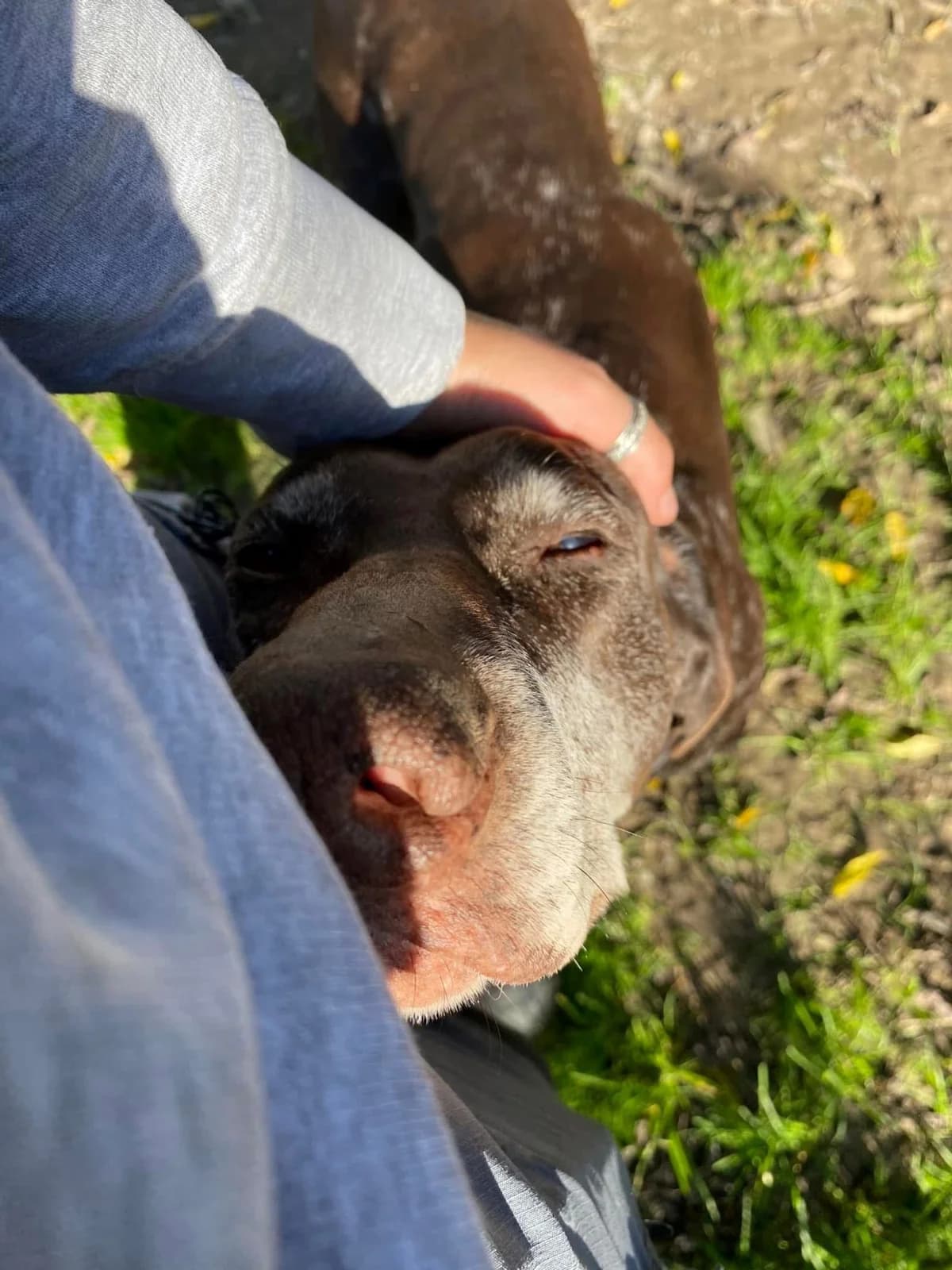 JOY, female senior German Shorthaired Pointer for adoption at Refuge communautaire