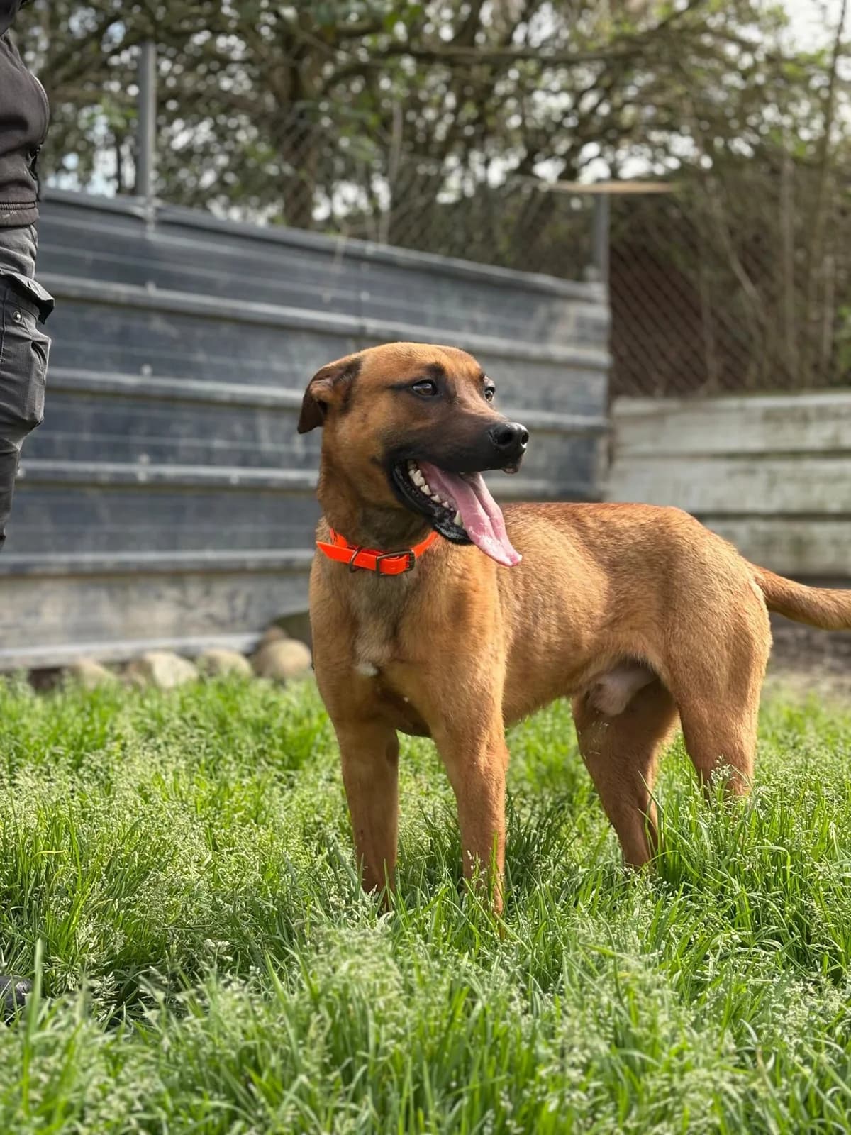 MAC, male young Belgian Malinois for adoption at Refuge communautaire