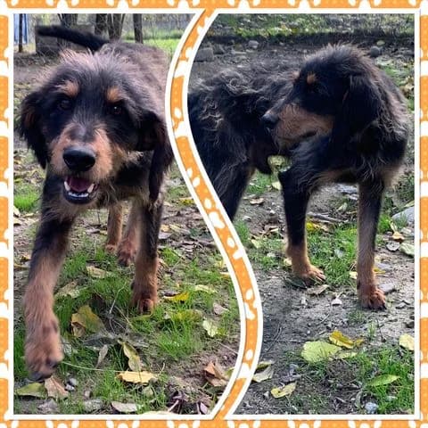 TANGO, male 7yo mixed breed for adoption at Refuge communautaire