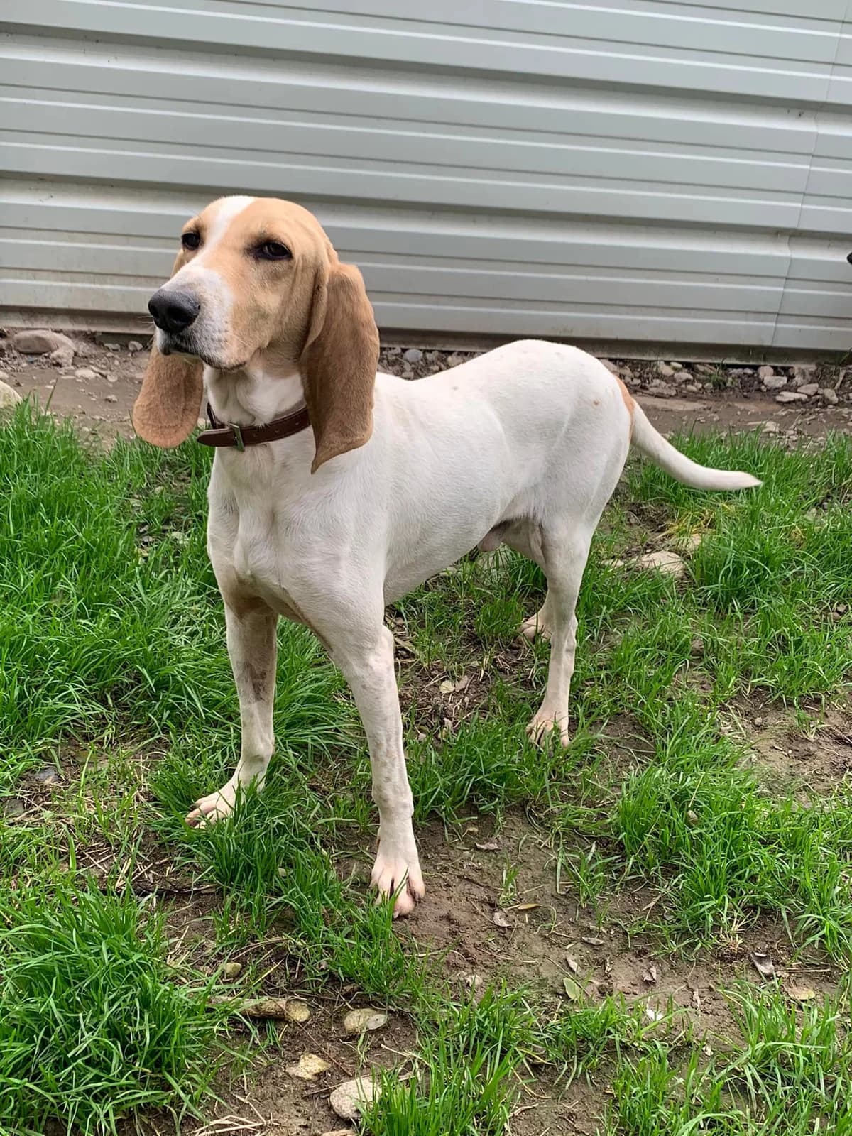 GANACHE, male 5yo mixed breed for adoption at Refuge communautaire