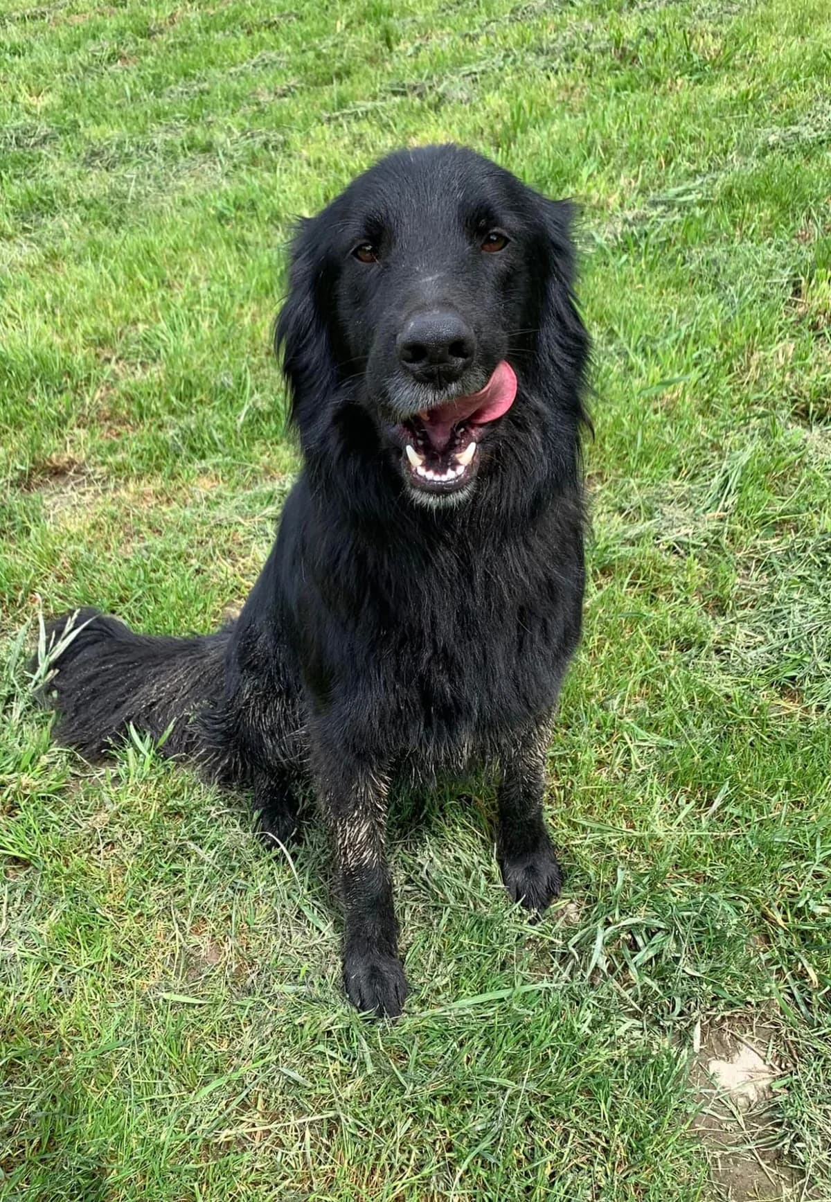 BOULE, male 7yo Border Collie for adoption at Refuge communautaire