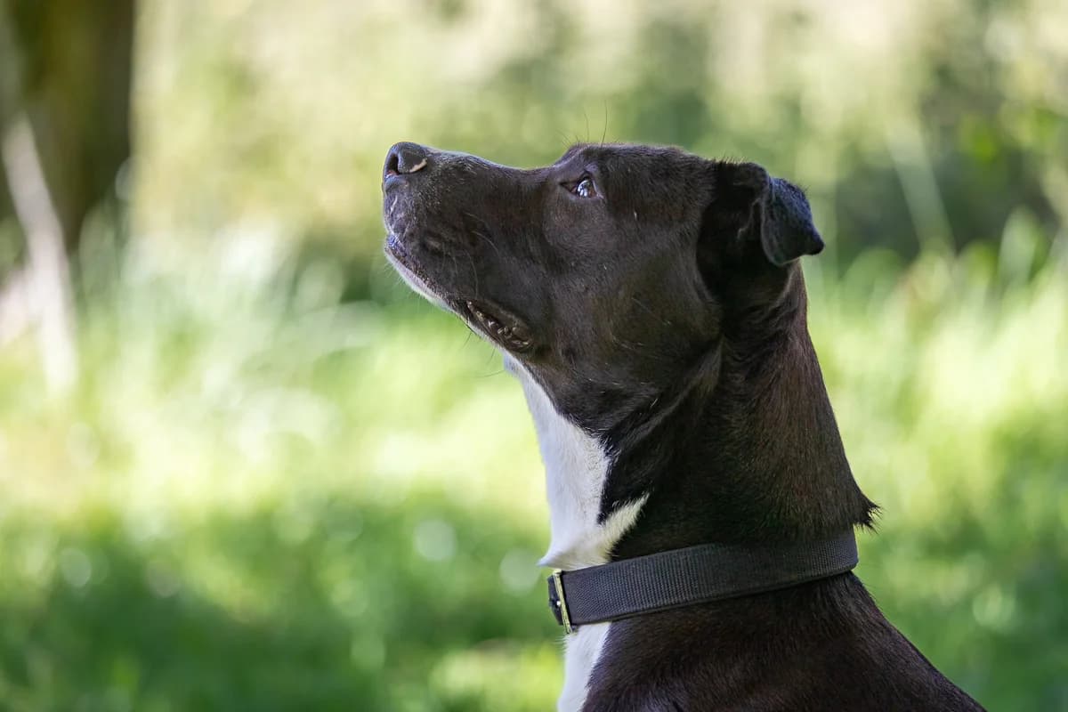 Austin, male young Labrador Retriever for adoption at Le refuge du Penthièvre et du Méné