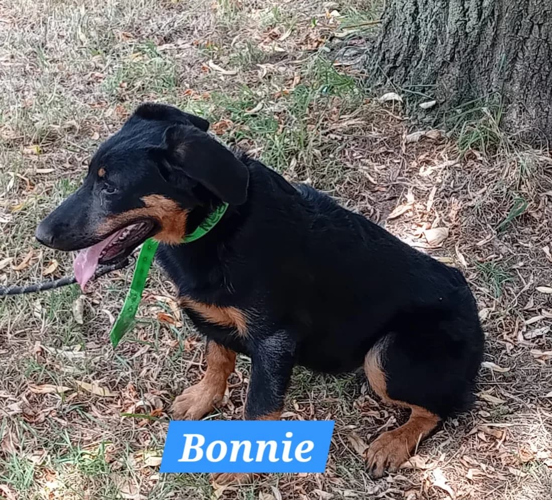 Bonnie, female puppy mixed breed for adoption at Le refuge du Penthièvre et du Méné