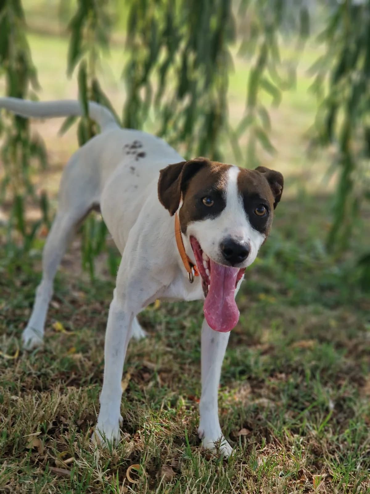 Bounty, male young Jack Russell Terrier for adoption at Le refuge du Penthièvre et du Méné