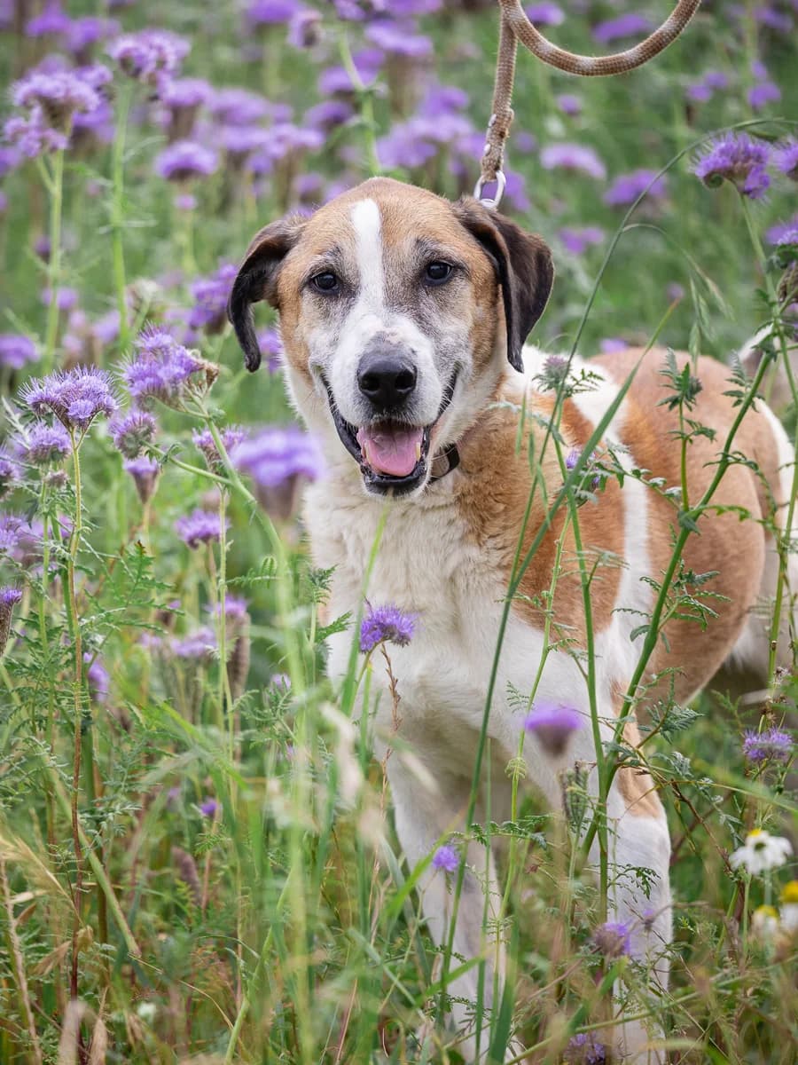 Bram, male senior Mixed Breed for adoption at Le refuge du Penthièvre et du Méné