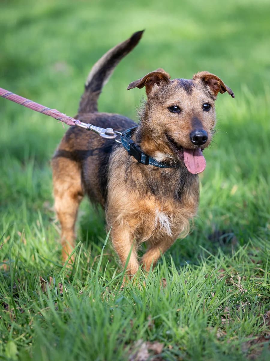 Gucci, male senior Mixed Breed for adoption at Le refuge du Penthièvre et du Méné