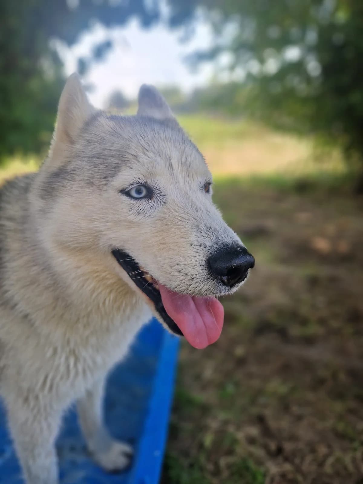 Helsinki, male 7yo Husky for adoption at Le refuge du Penthièvre et du Méné