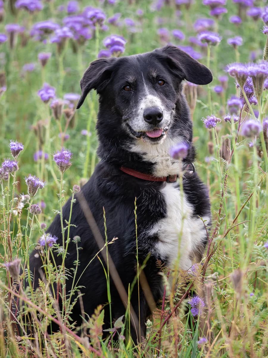 Idylle, female senior Labrador Retriever for adoption at Le refuge du Penthièvre et du Méné