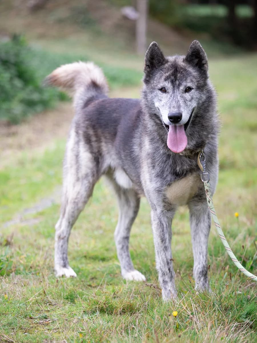 Imao, male Husky for adoption at Le refuge du Penthièvre et du Méné