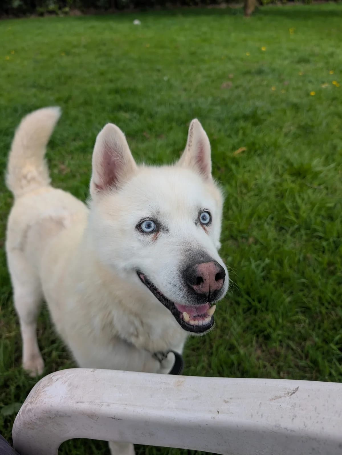Jay-Z, male senior Husky for adoption at Le refuge du Penthièvre et du Méné