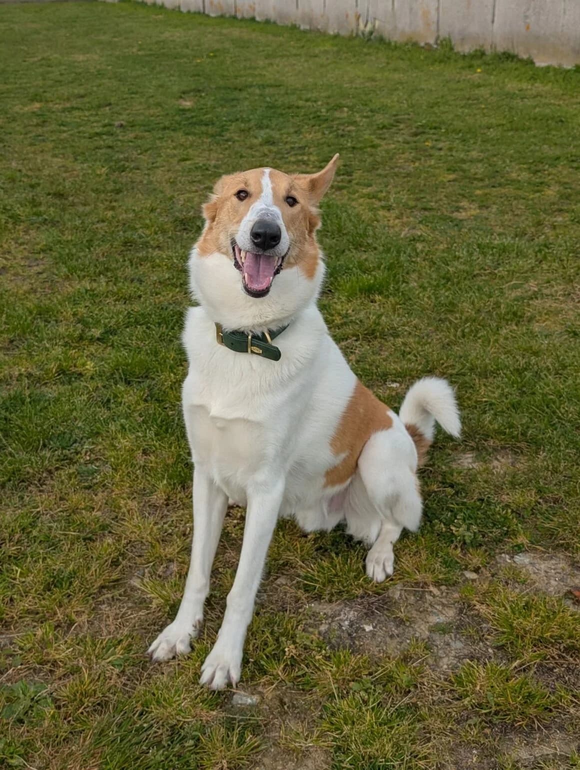 Kuma, male 3yo Mixed Breed for adoption at Le refuge du Penthièvre et du Méné