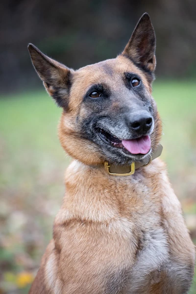 Nala, female senior Belgian Malinois for adoption at Le refuge du Penthièvre et du Méné