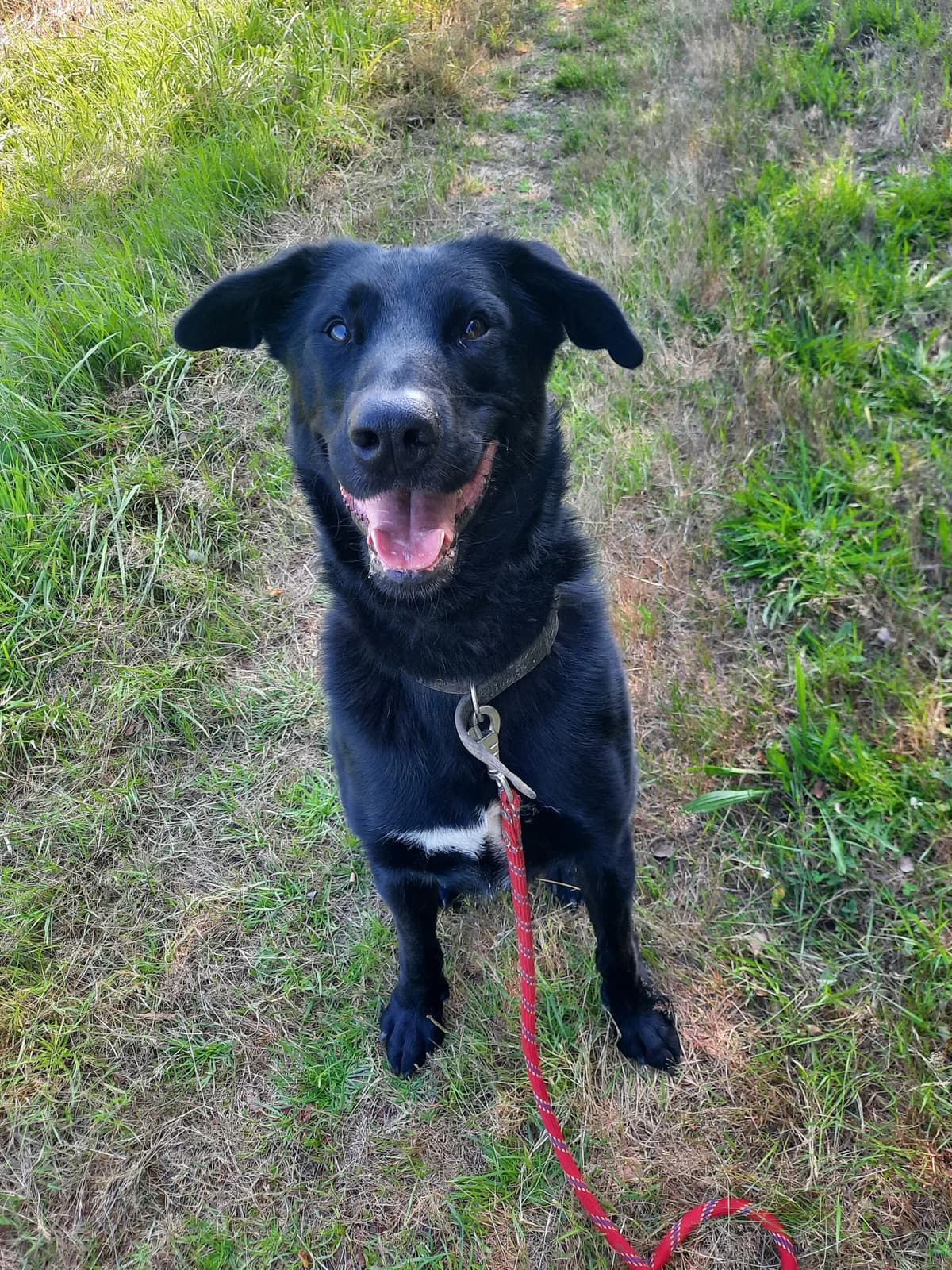 Néo, male 5yo Labrador Retriever for adoption at Le refuge du Penthièvre et du Méné
