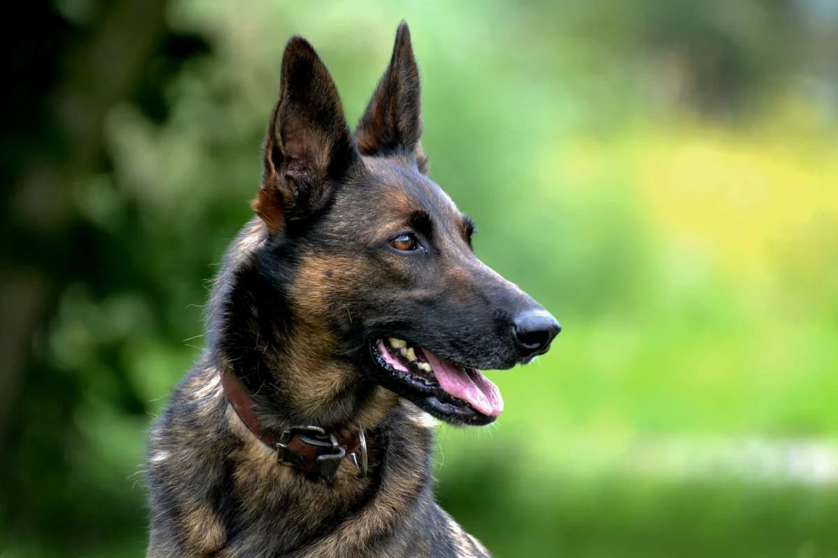 Nova, female senior Belgian Malinois for adoption at Le refuge du Penthièvre et du Méné