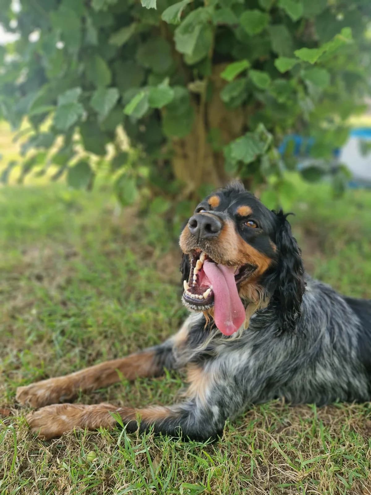 Oréo, male 3yo Brittany Spaniel for adoption at Le refuge du Penthièvre et du Méné