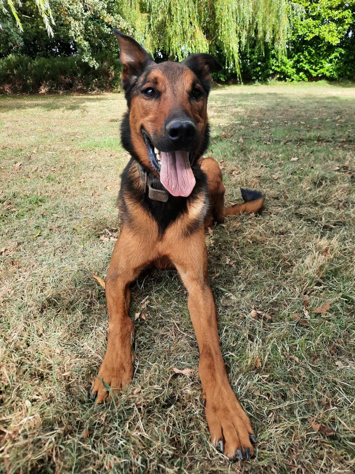 Paco, male Belgian Malinois for adoption at Le refuge du Penthièvre et du Méné
