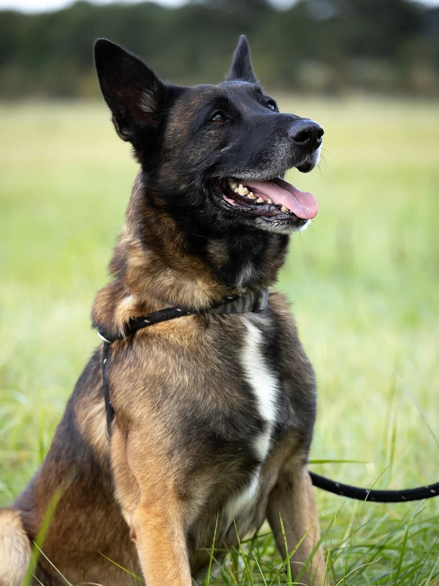 Palco, male 6yo Belgian Malinois for adoption at Le refuge du Penthièvre et du Méné