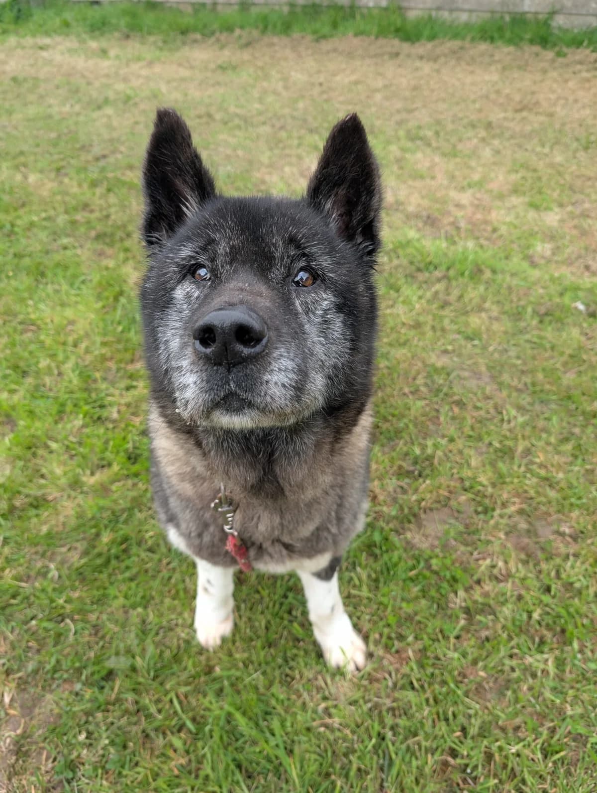 Pilgreen, male senior Akita for adoption at Le refuge du Penthièvre et du Méné