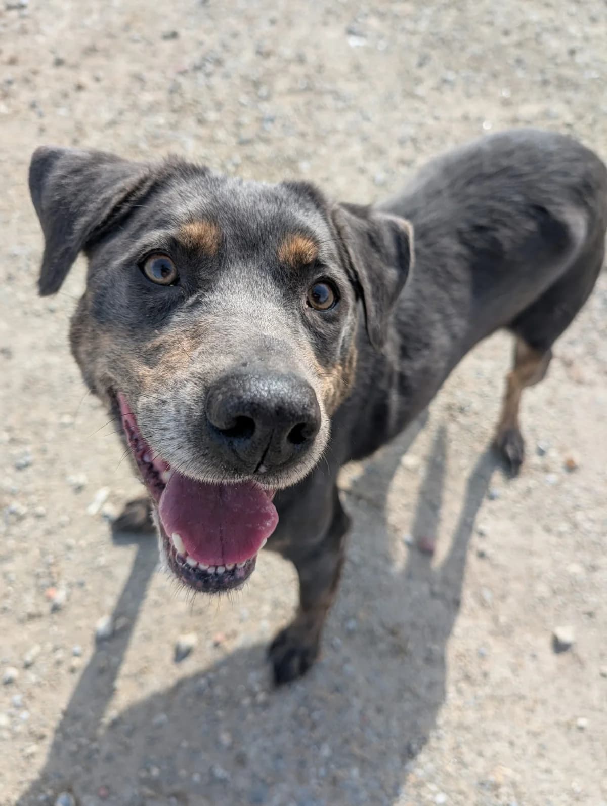 Princesse, female 6yo Labrador Retriever for adoption at Le refuge du Penthièvre et du Méné