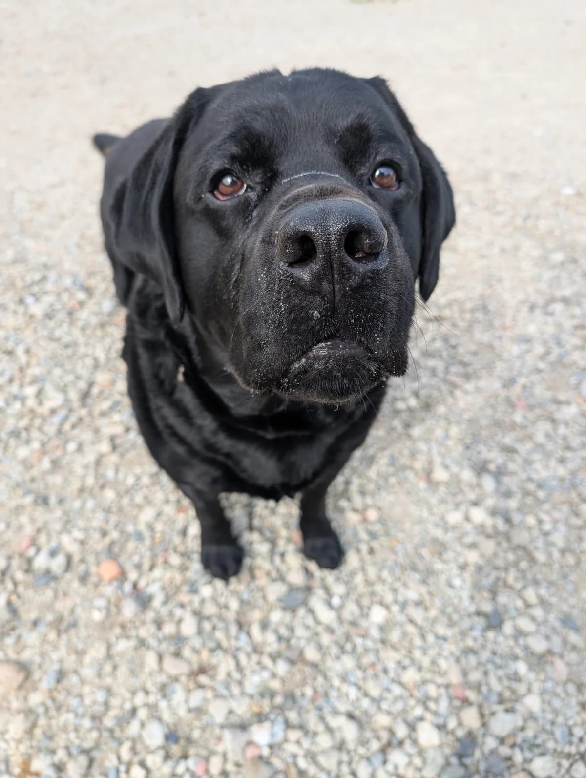 Ringo, male 5yo Labrador Retriever for adoption at Le refuge du Penthièvre et du Méné