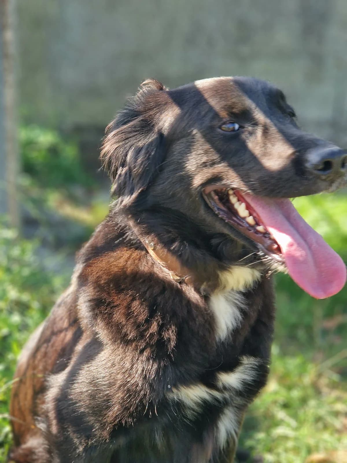 Roxane, female young Labrador Retriever for adoption at Le refuge du Penthièvre et du Méné