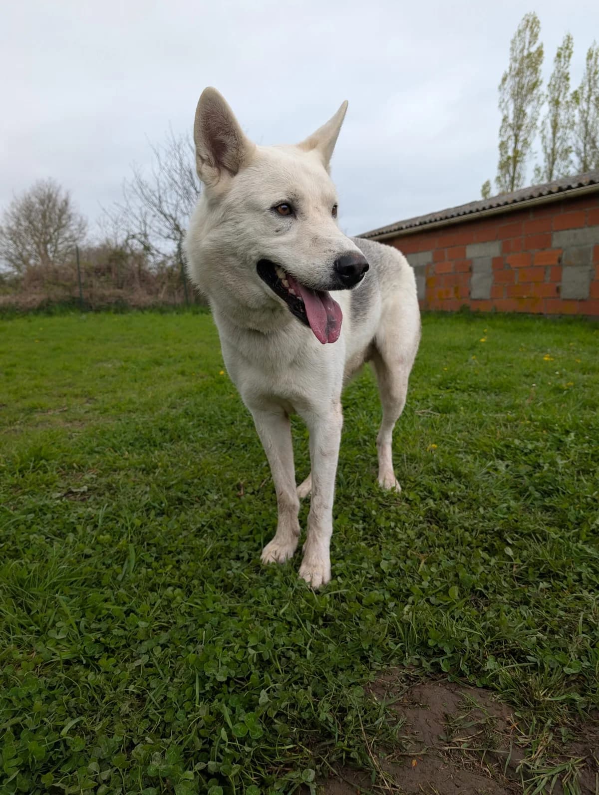 Scott, male 5yo Husky for adoption at Le refuge du Penthièvre et du Méné