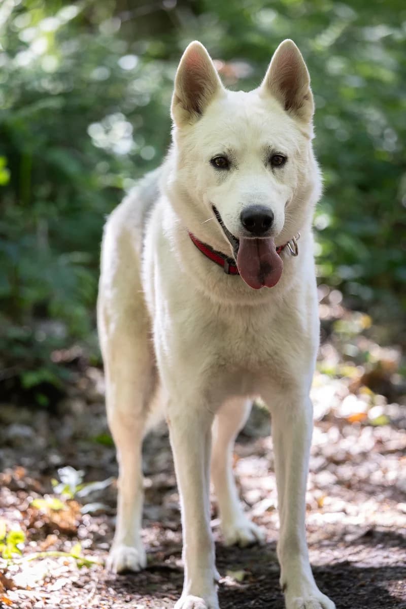 Scott, male 5yo Husky for adoption at Le refuge du Penthièvre et du Méné