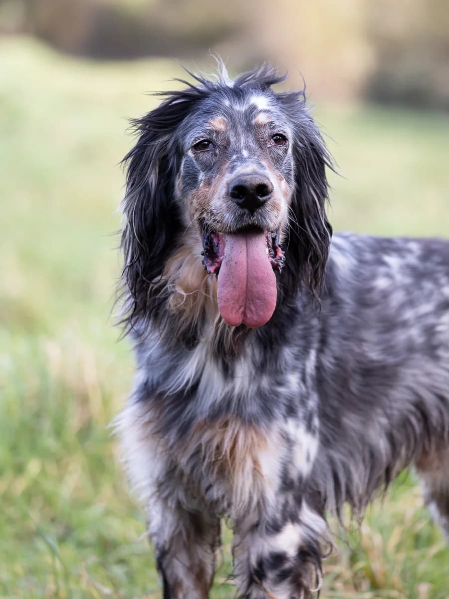 Shadow, male English Setter for adoption at Le refuge du Penthièvre et du Méné