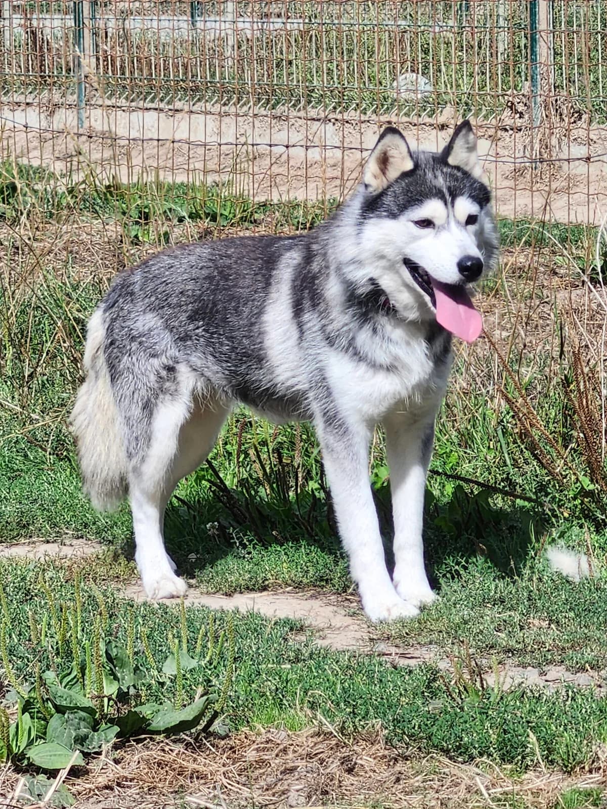Sikya, female 5yo Husky for adoption at Le refuge du Penthièvre et du Méné
