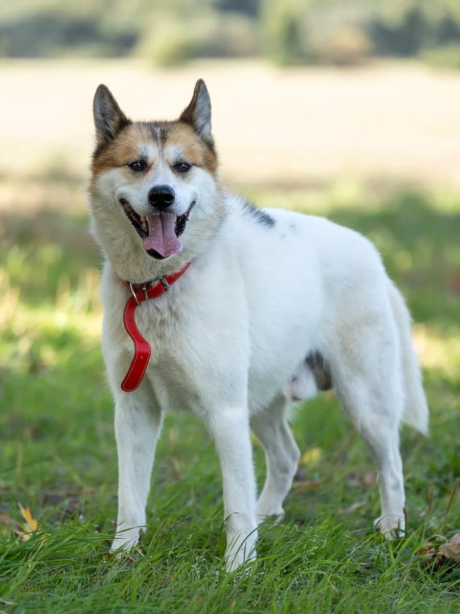 Sunny, male 7yo mixed breed for adoption at Le refuge du Penthièvre et du Méné