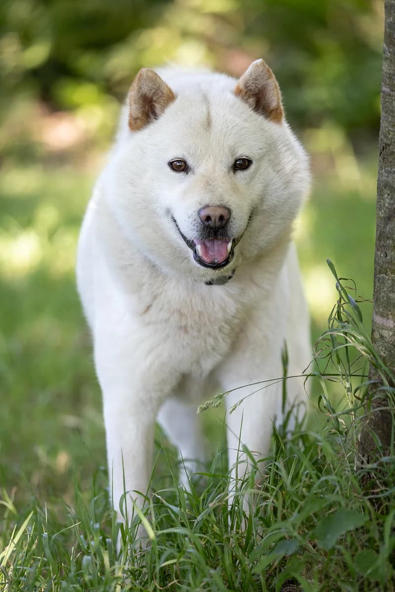 Tao, male 7yo mixed breed for adoption at Le refuge du Penthièvre et du Méné