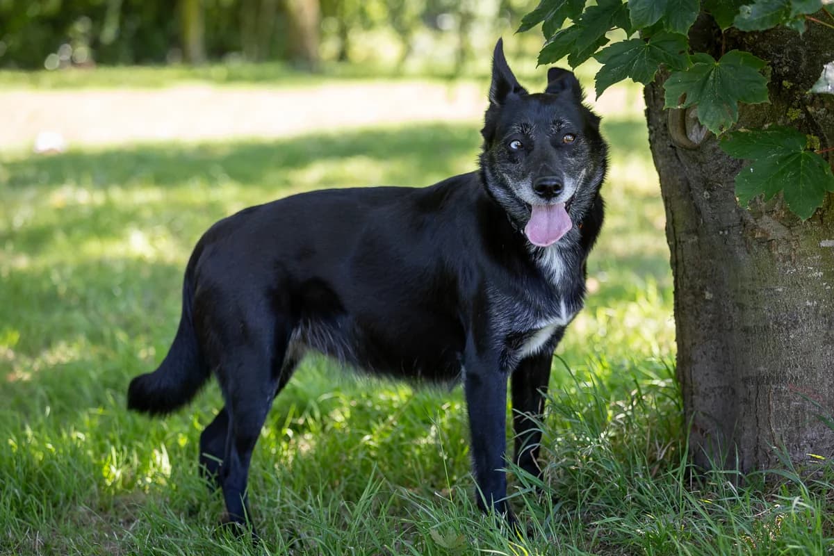 Taya, female young Labrador Retriever for adoption at Le refuge du Penthièvre et du Méné