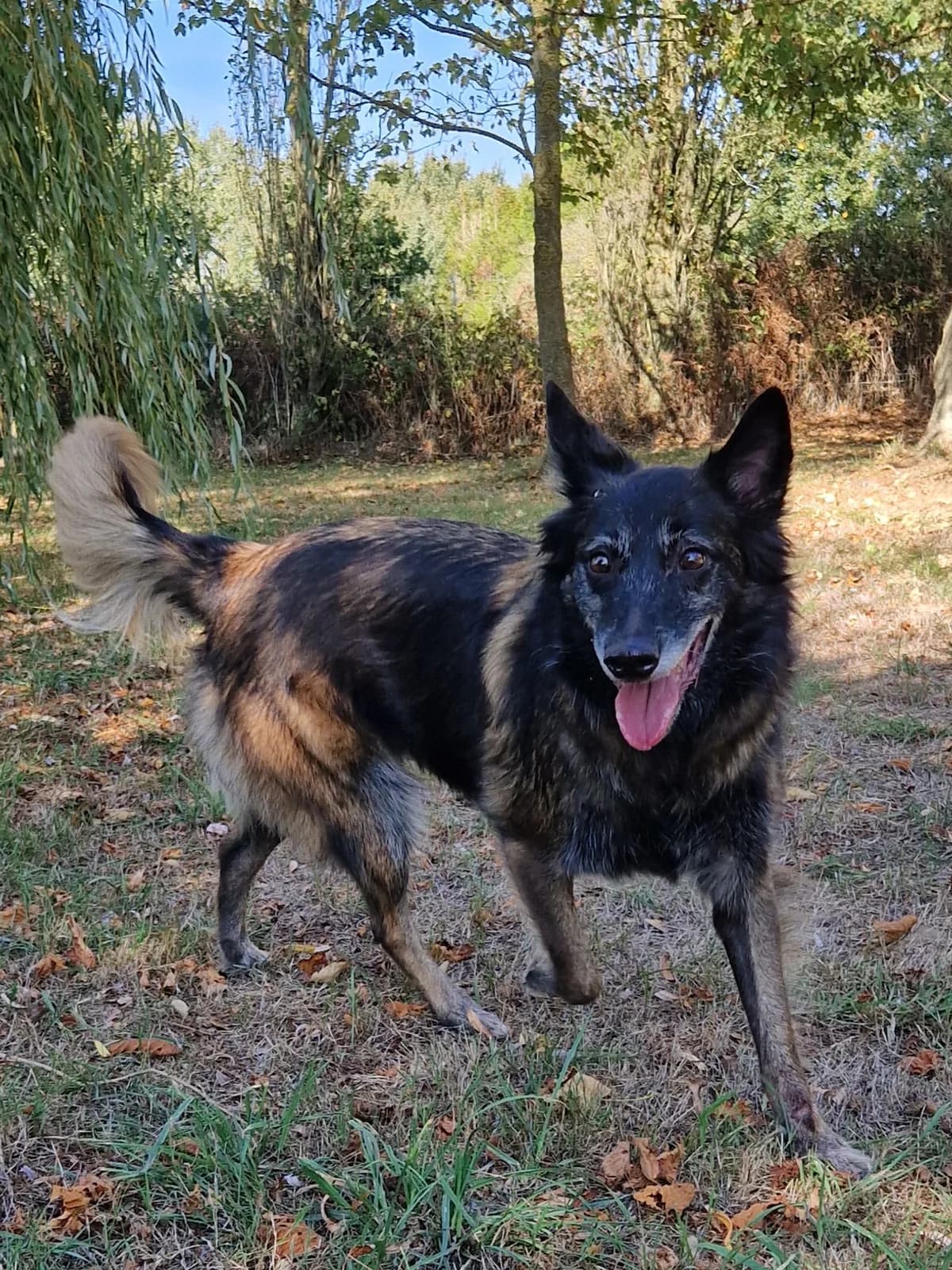 Taya, female 6yo Belgian Malinois for adoption at Le refuge du Penthièvre et du Méné
