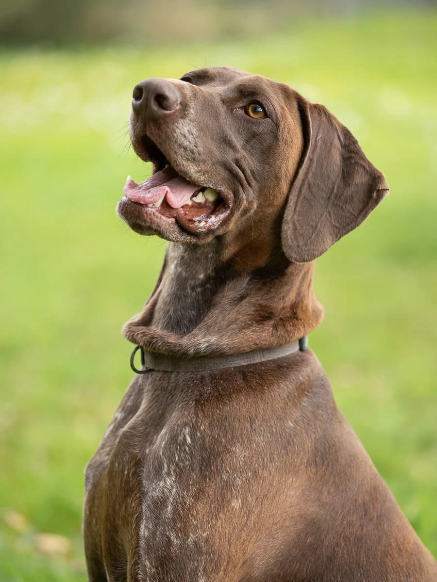 Thalie, female 4yo German Shorthaired Pointer for adoption at Le refuge du Penthièvre et du Méné