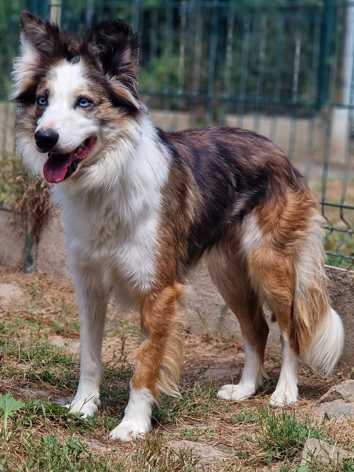 Titeuf, male 4yo Border Collie for adoption at Le refuge du Penthièvre et du Méné