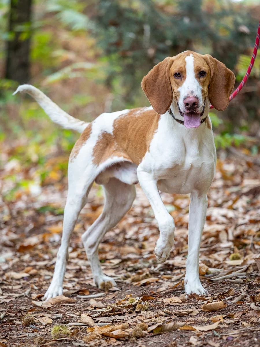 Uko, male 3yo mixed breed for adoption at Le refuge du Penthièvre et du Méné
