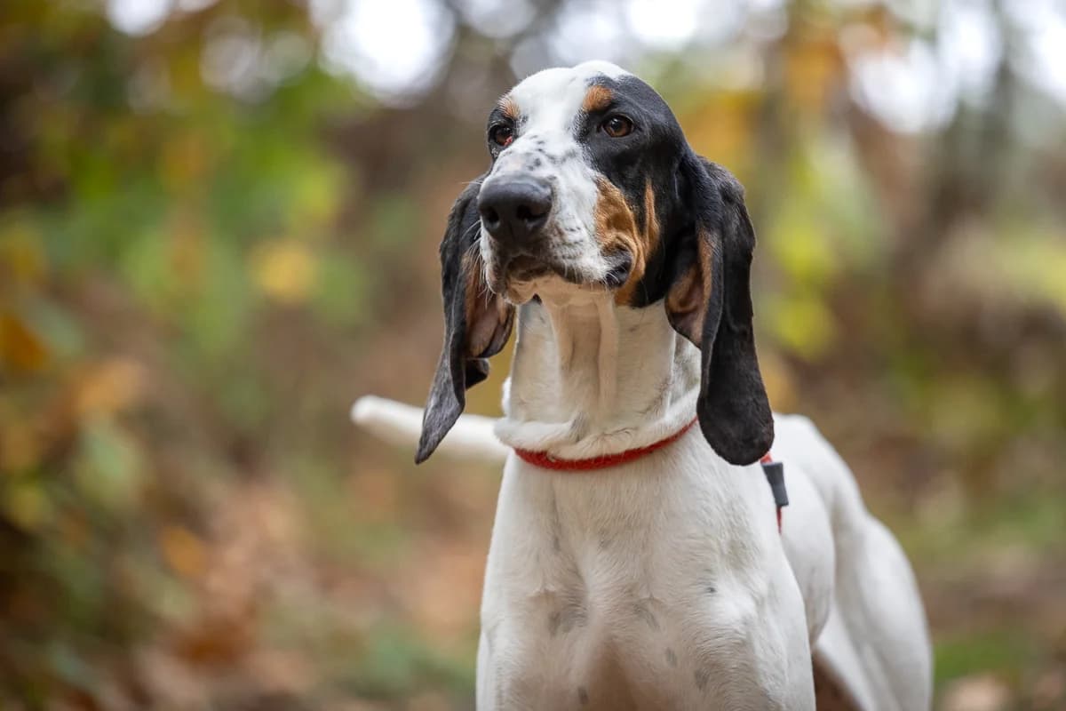 Vainqueur, male young mixed breed for adoption at Le refuge du Penthièvre et du Méné