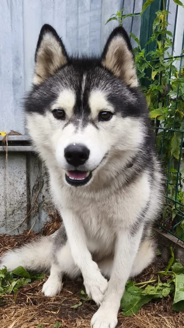 Vicky, female young Husky for adoption at Le refuge du Penthièvre et du Méné