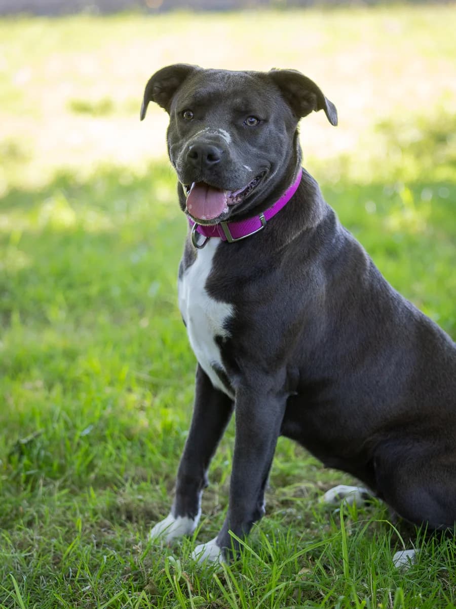 Xéna, female puppy Staffordshire Bull Terrier for adoption at Le refuge du Penthièvre et du Méné
