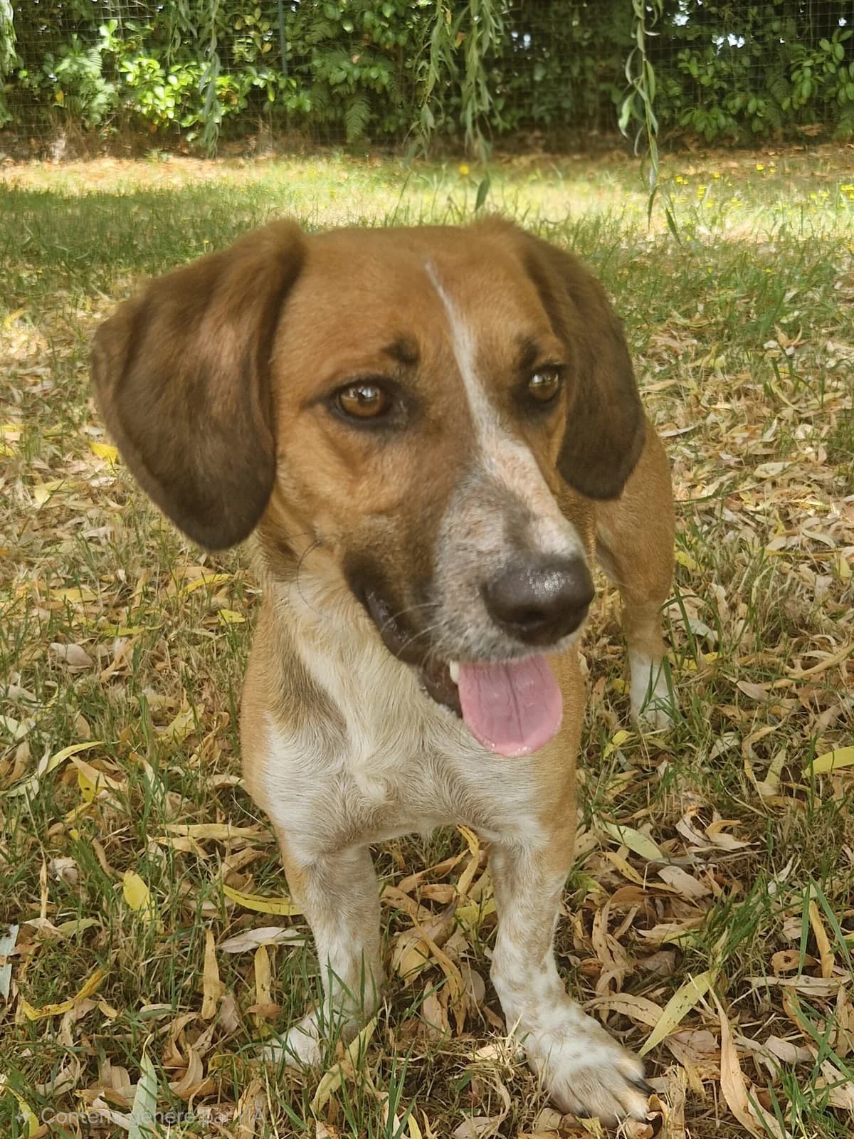 Yochi, male 5yo Dachshund for adoption at Le refuge du Penthièvre et du Méné