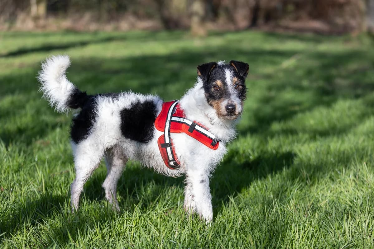 Youki, male senior mixed breed for adoption at Le refuge du Penthièvre et du Méné