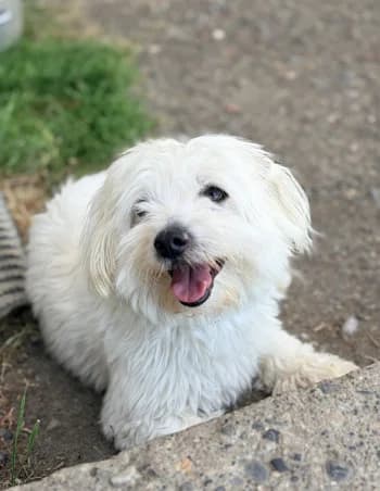 Simba, Blanc male 5yo Maltese for adoption at Refuge des Bérauds (Romans-sur-Isère), Romans-sur-Isère