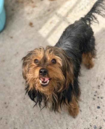 Barry, Noir et feu male 5yo Yorkshire Terrier for adoption at Refuge des Bérauds (Romans-sur-Isère), Romans-sur-Isère