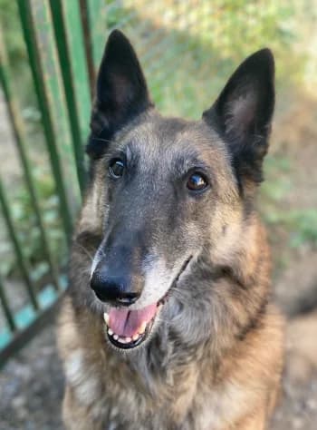Tony, Fauve charbonné male senior Belgian Malinois for adoption at Refuge des Bérauds (Romans-sur-Isère), Romans-sur-Isère