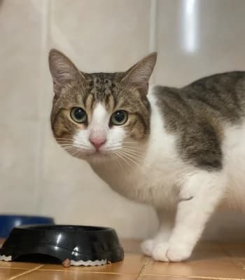 Musclor, Tigrรฉ et blanc male young European Shorthair for adoption at Refuge des Bรฉrauds (Romans-sur-Isรจre), Romans-sur-Isรจre