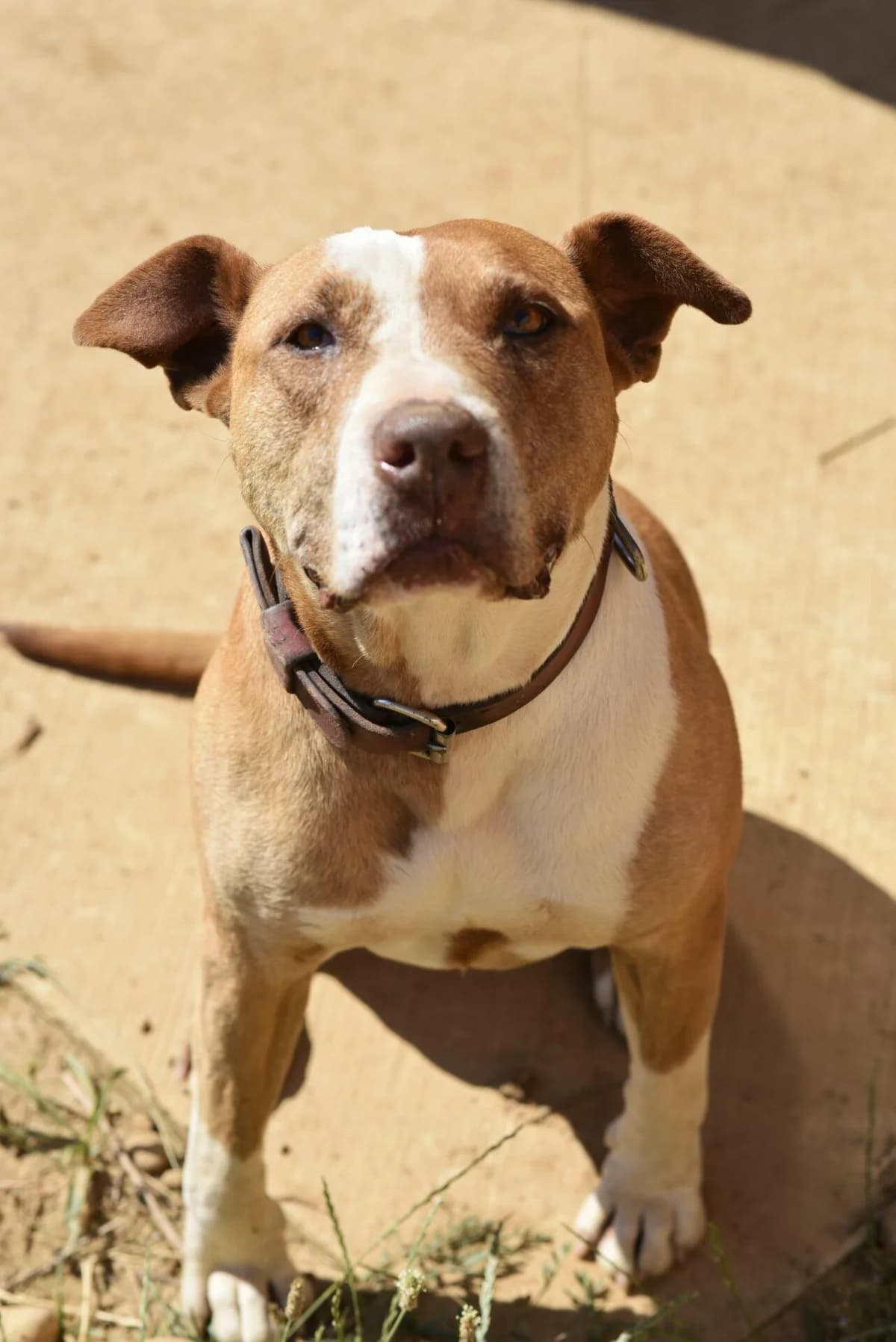TANYA, female Bull Terrier for adoption at Refuge Saint Roch (Valence), Valence